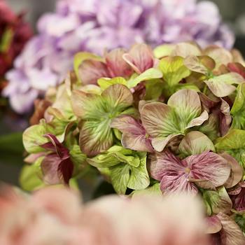 Showroom: 16 Produkte für kunstblumen tedi in Österreich