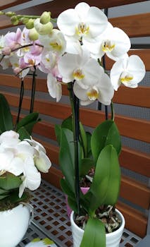 Orchideen-Schale groß — Auswahl
