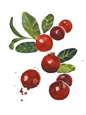 esra_gmbh_firmenpräsentation_4_Cranberry-Grundstoff