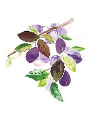 esra_gmbh_firmenpräsentation_6_Pflaumen-Typage