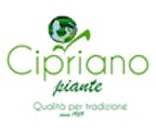 vivai_cipriano_logo vivai_cipriano_logo