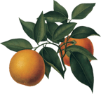 meine_orangerie_vertriebs_gmbh_logo meine_orangerie_vertriebs_gmbh_logo