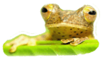 die_teichreiniger_-_inhaber:_daniel_hoefler_logo die_teichreiniger_-_inhaber:_daniel_hoefler_logo